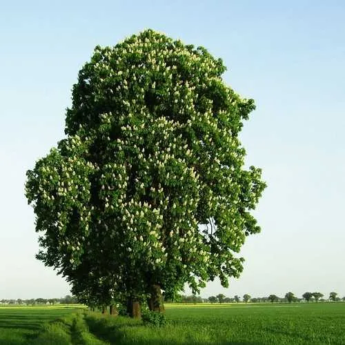 Aesculus hippocastanum - Horse Chestnut