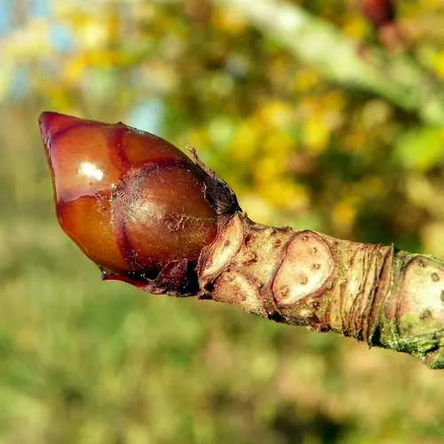 Aesculus hippocastanum - Horse Chestnut