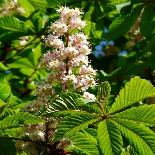 Aesculus hippocastanum - Horse Chestnut