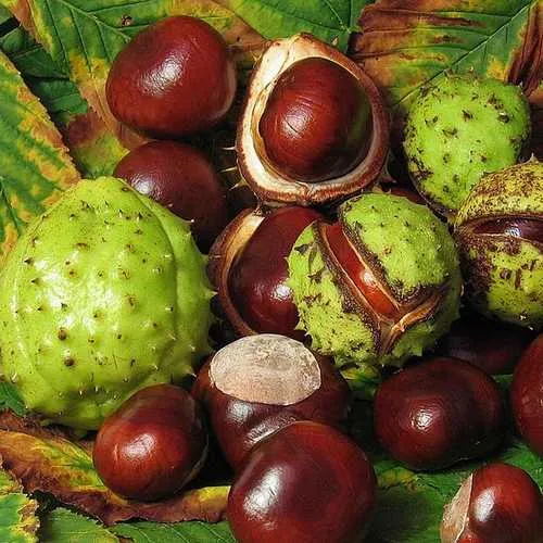 Aesculus hippocastanum - Horse Chestnut