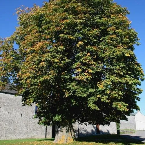 Aesculus hippocastanum - Horse Chestnut