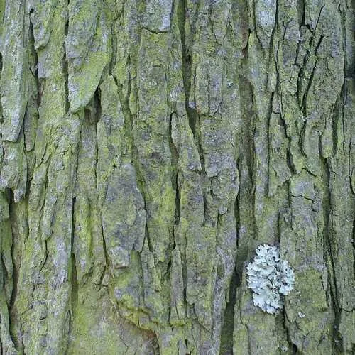 Aesculus hippocastanum - Horse Chestnut