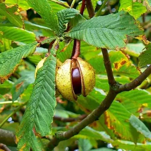 Aesculus hippocastanum - Horse Chestnut