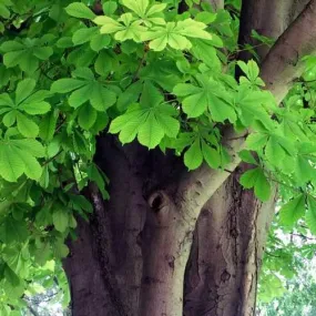 Aesculus hippocastanum - Horse Chestnut