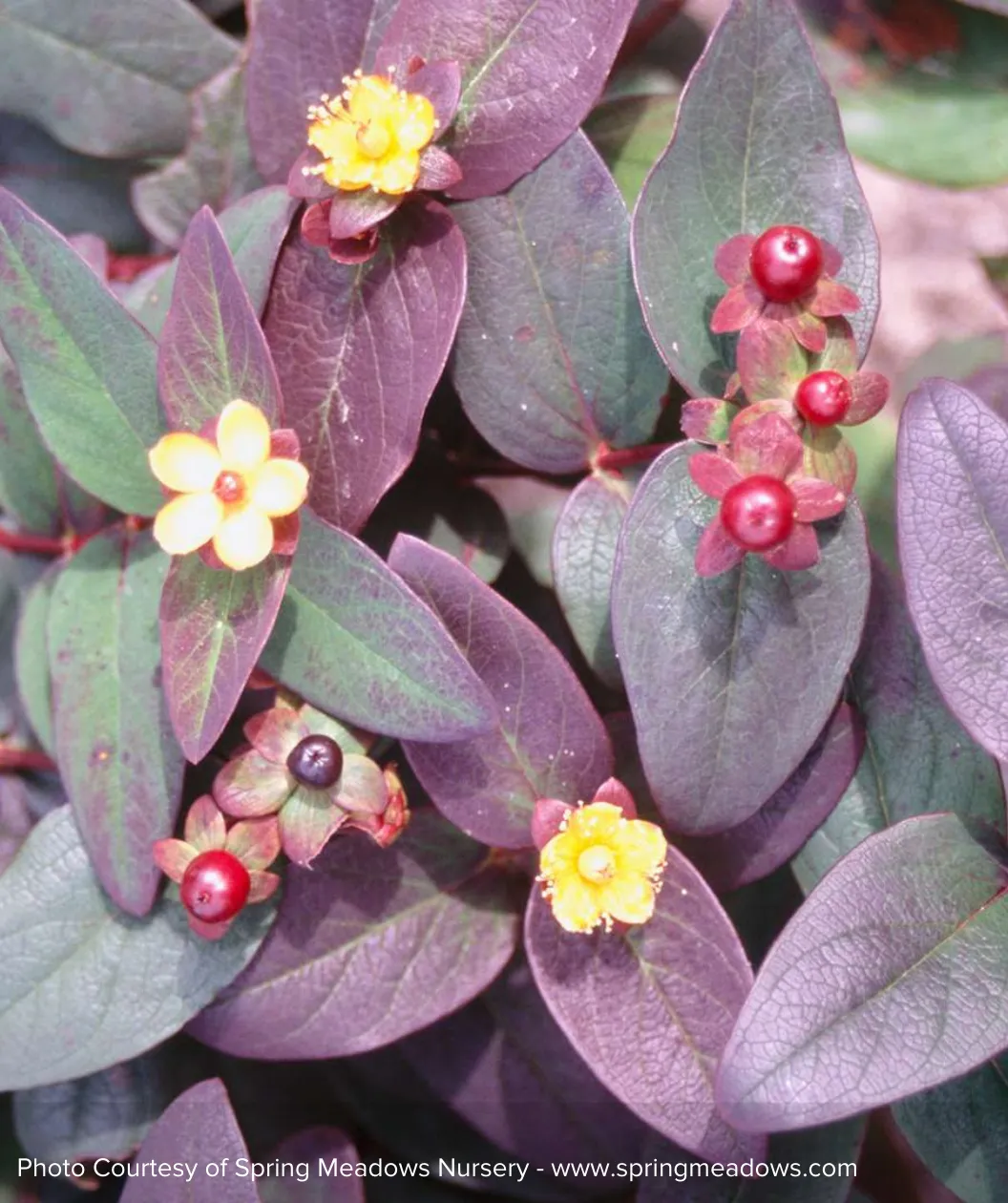 Albury Purple St. Johns Wort