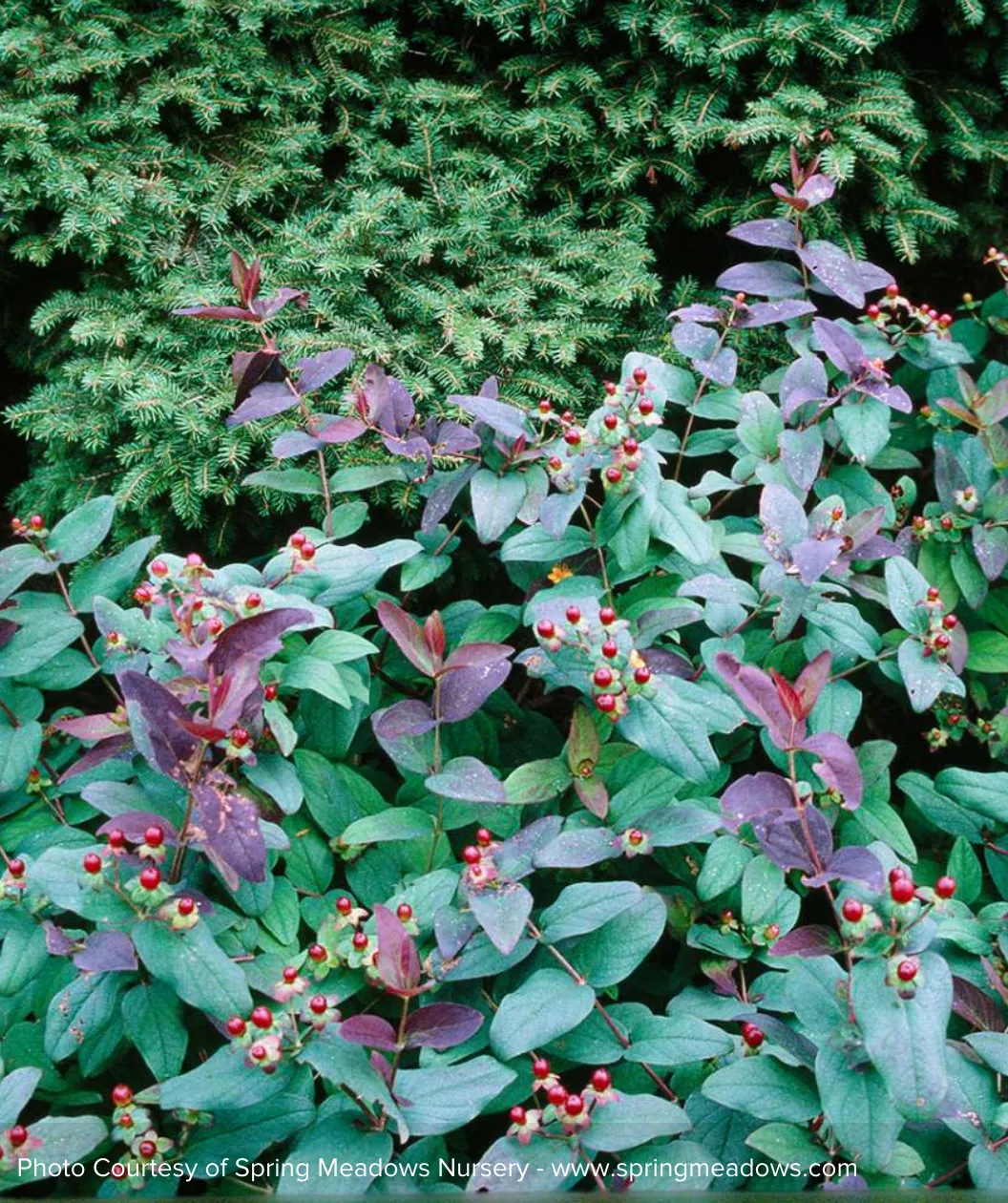 Albury Purple St. Johns Wort