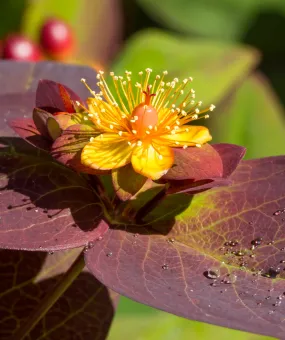 Albury Purple St. Johns Wort