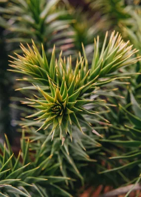 Araucaria araucana 3L