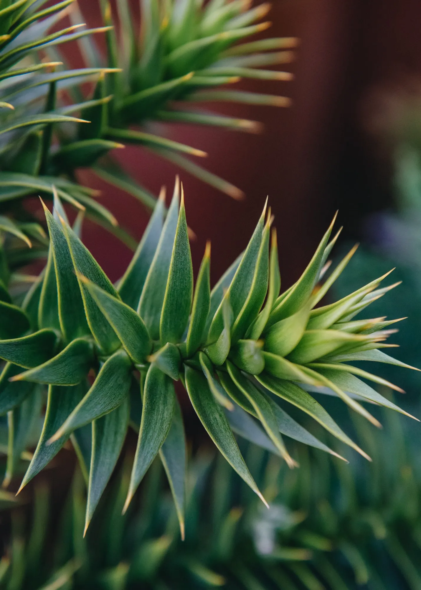 Araucaria araucana 3L