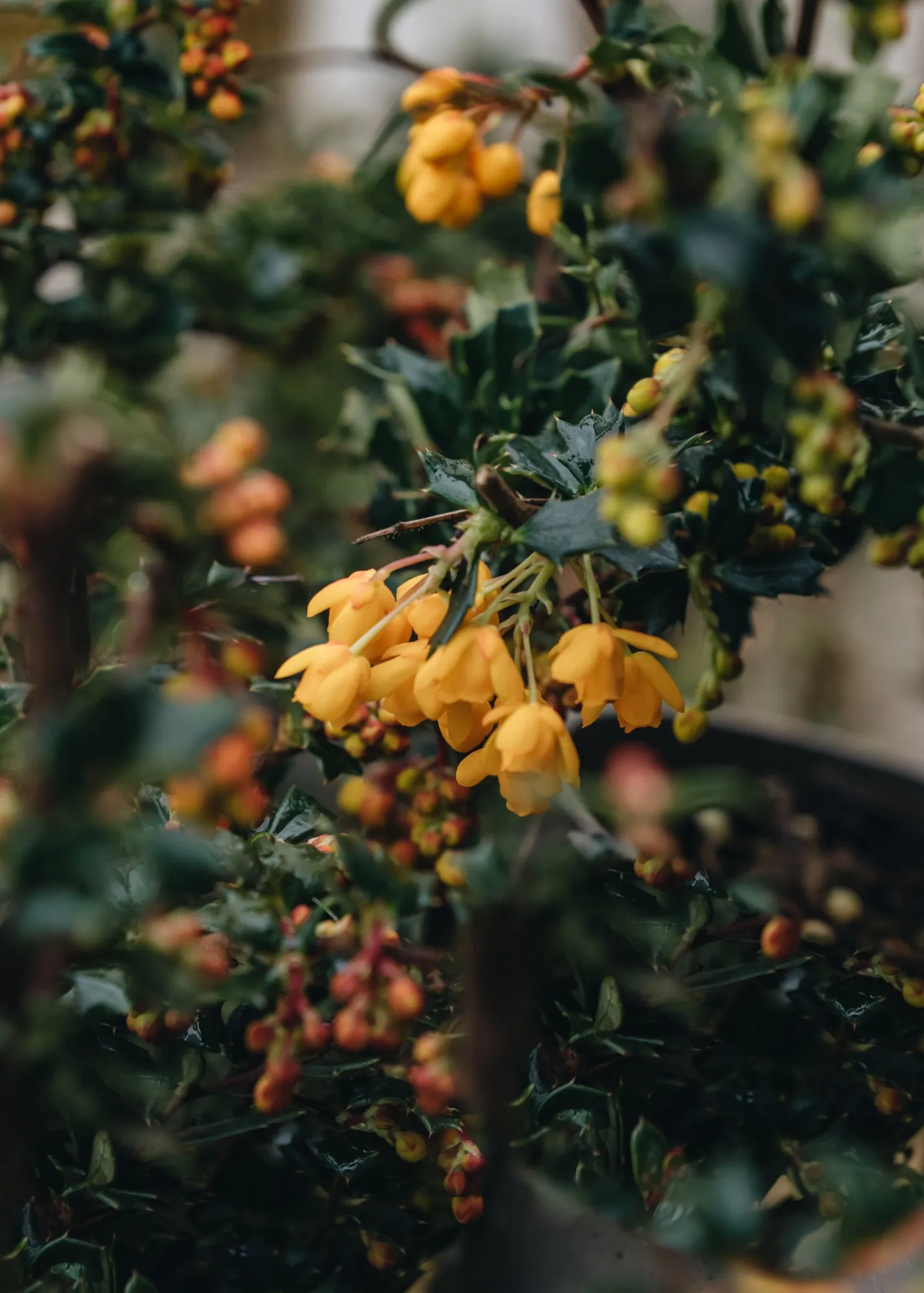 Berberis Darwinii Compactum