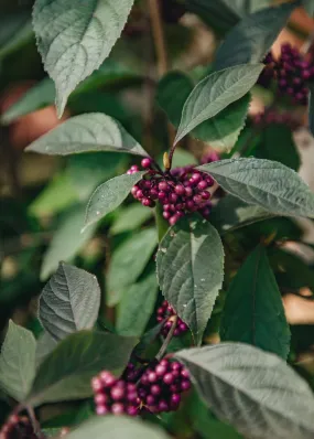 Callicarpa bodinieri Profusion